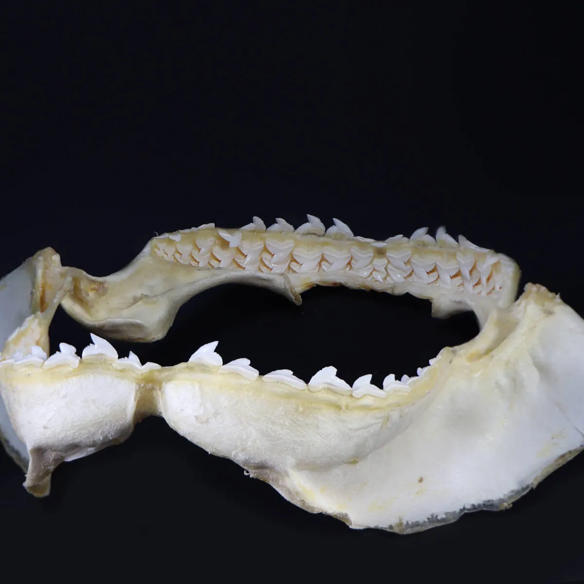 Bocca di Squalo Leuca