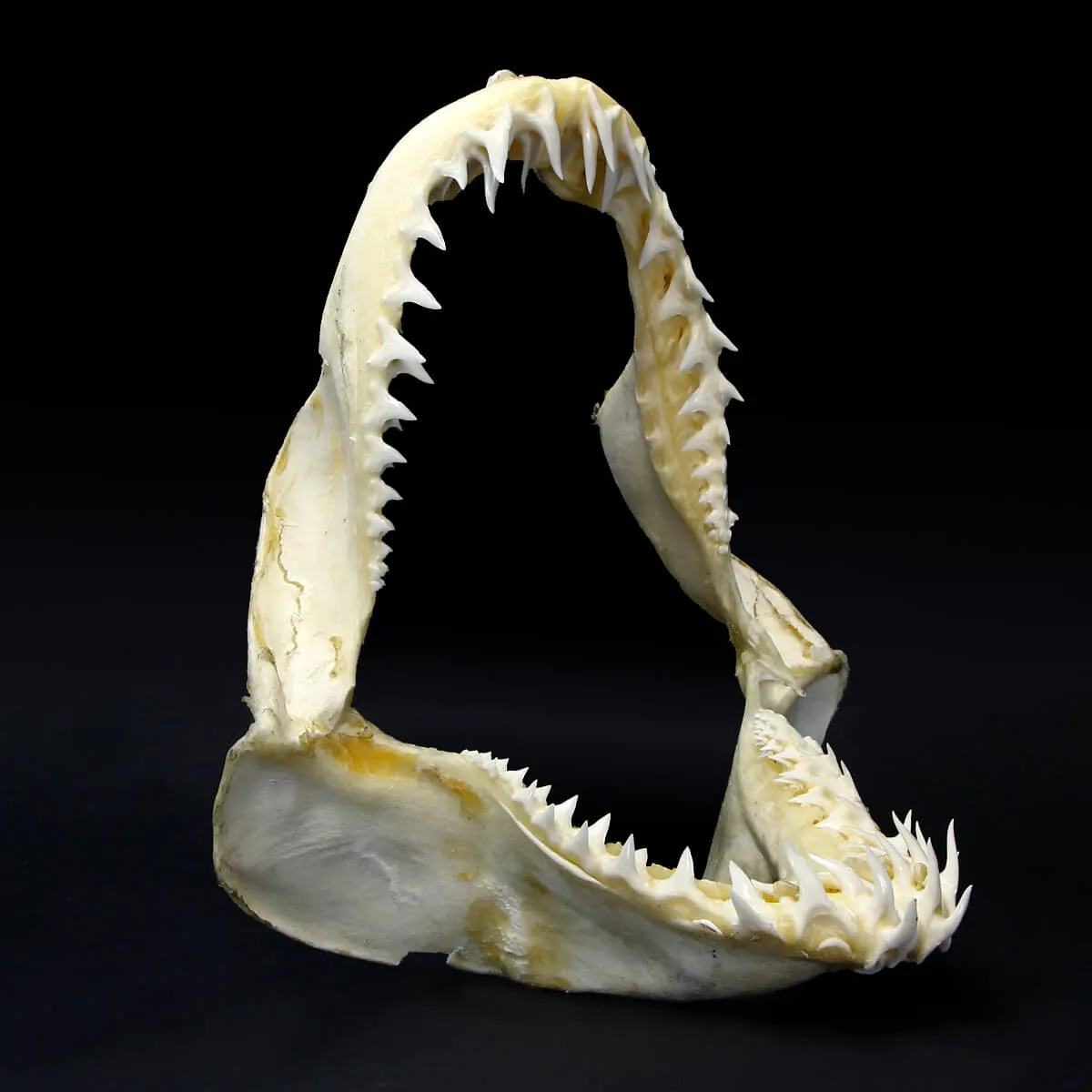 Bocca di Squalo Mako