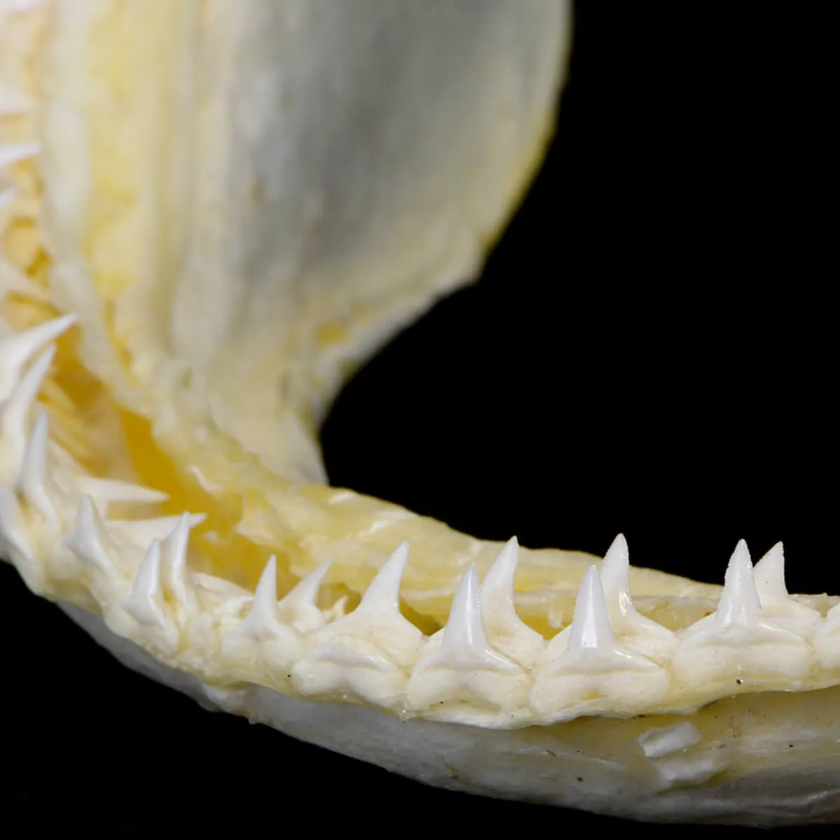 Bocca di Squalo di Knopp
