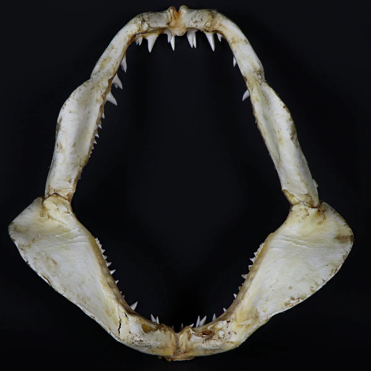 Bocca di Squalo Mako