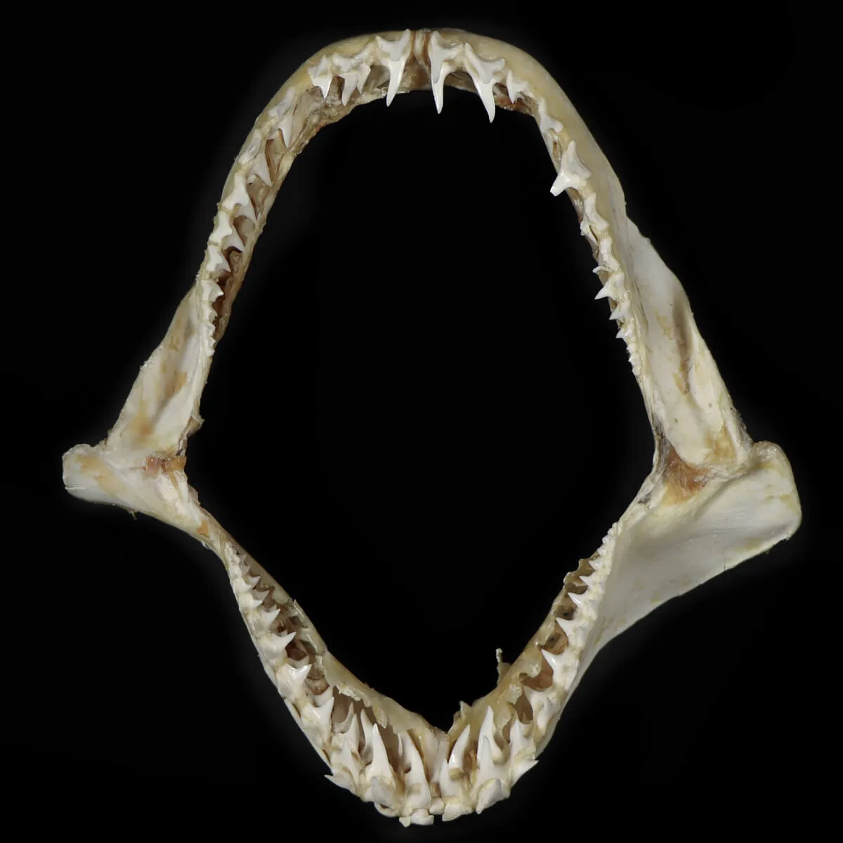 Bocca di Squalo Mako