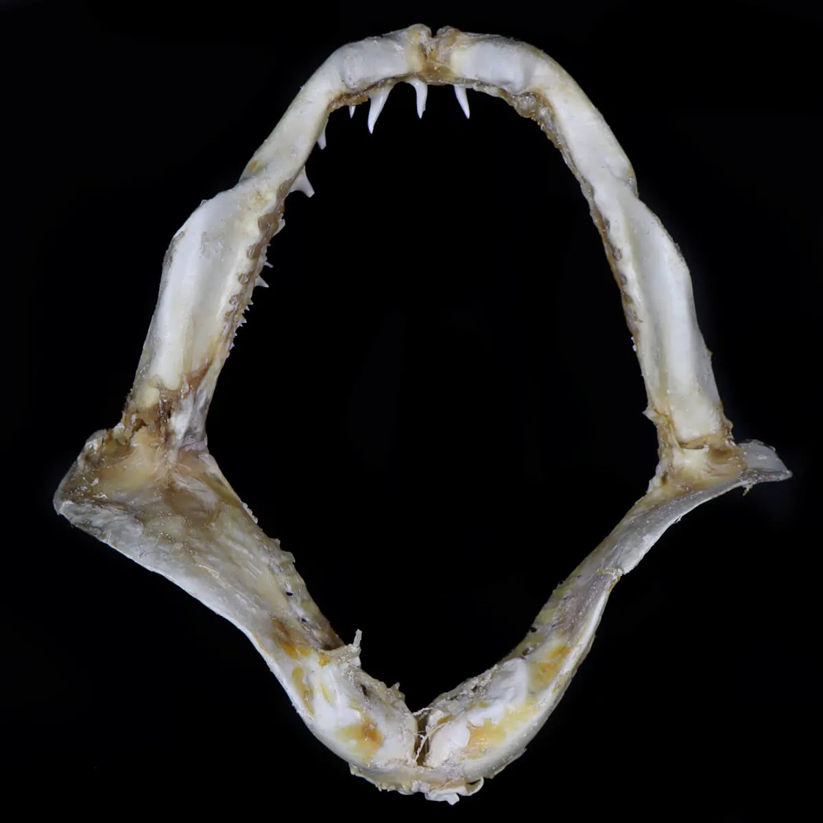 Bocca di Squalo Mako