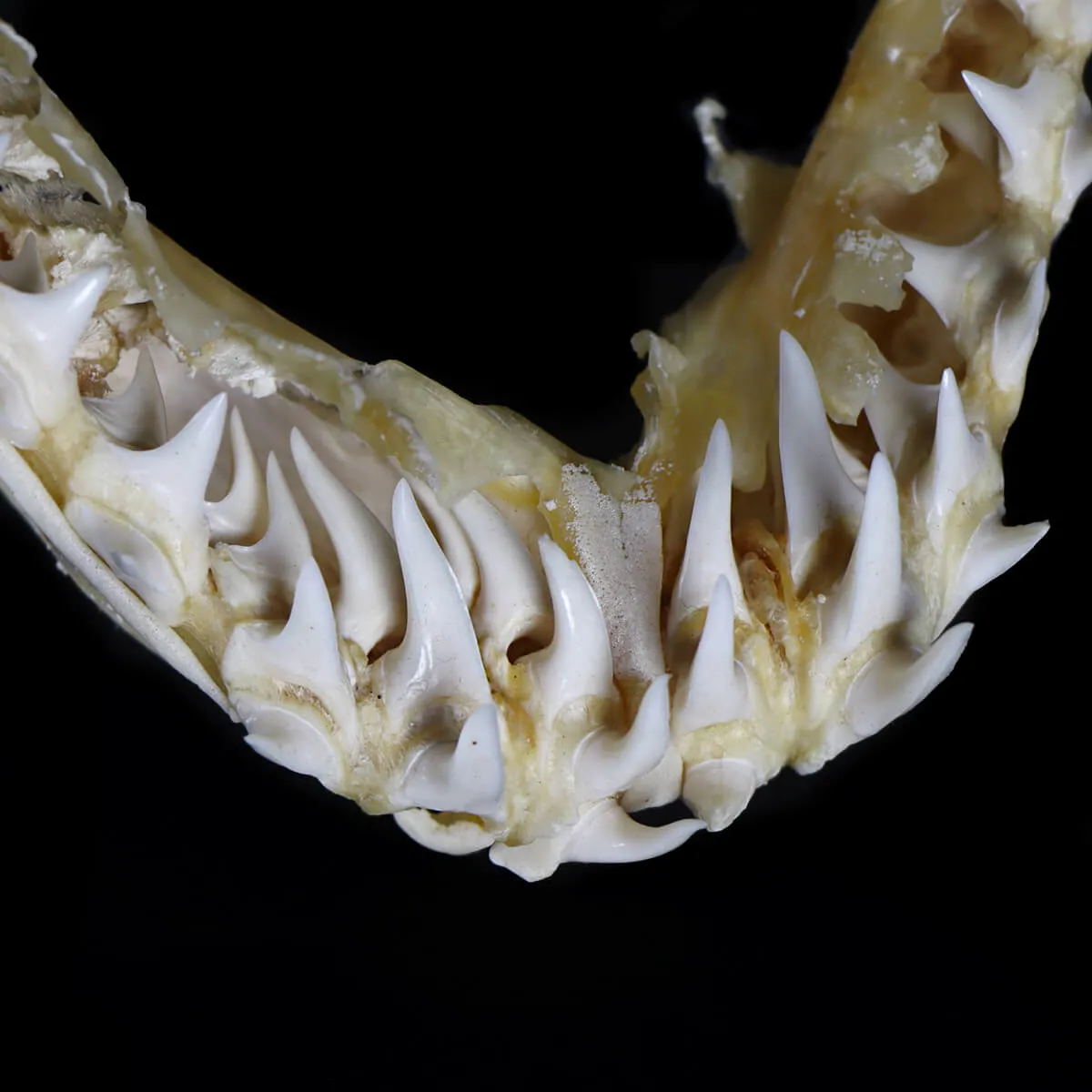 Bocca di Squalo Mako