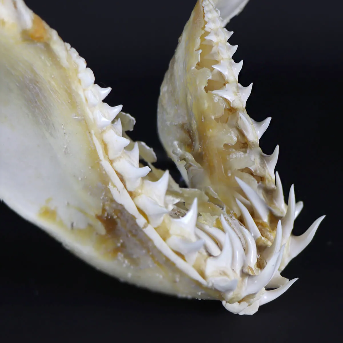 Bocca di Squalo Mako
