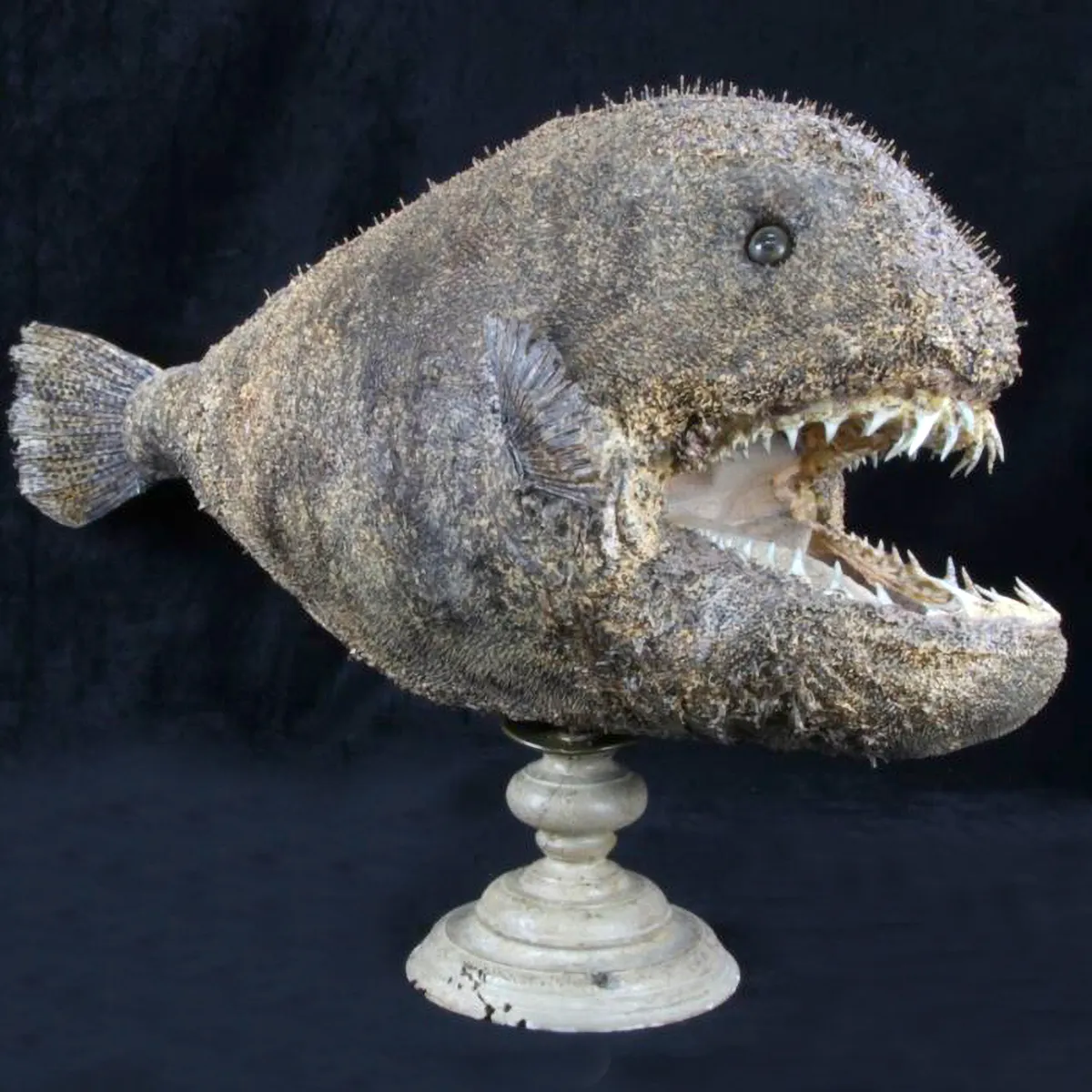Chimera - Pesce degli abissi