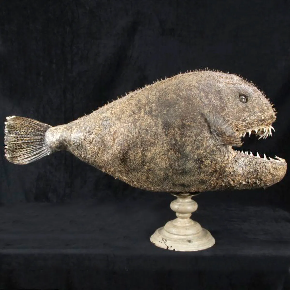 Chimera - Pesce degli abissi