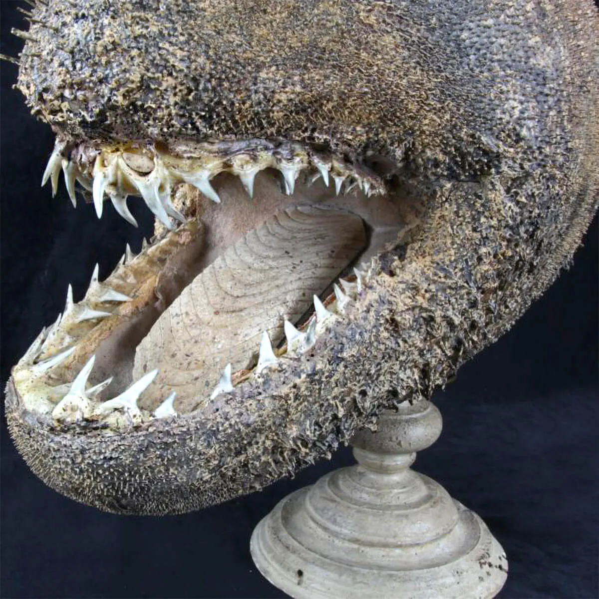 Chimera - Pesce degli abissi