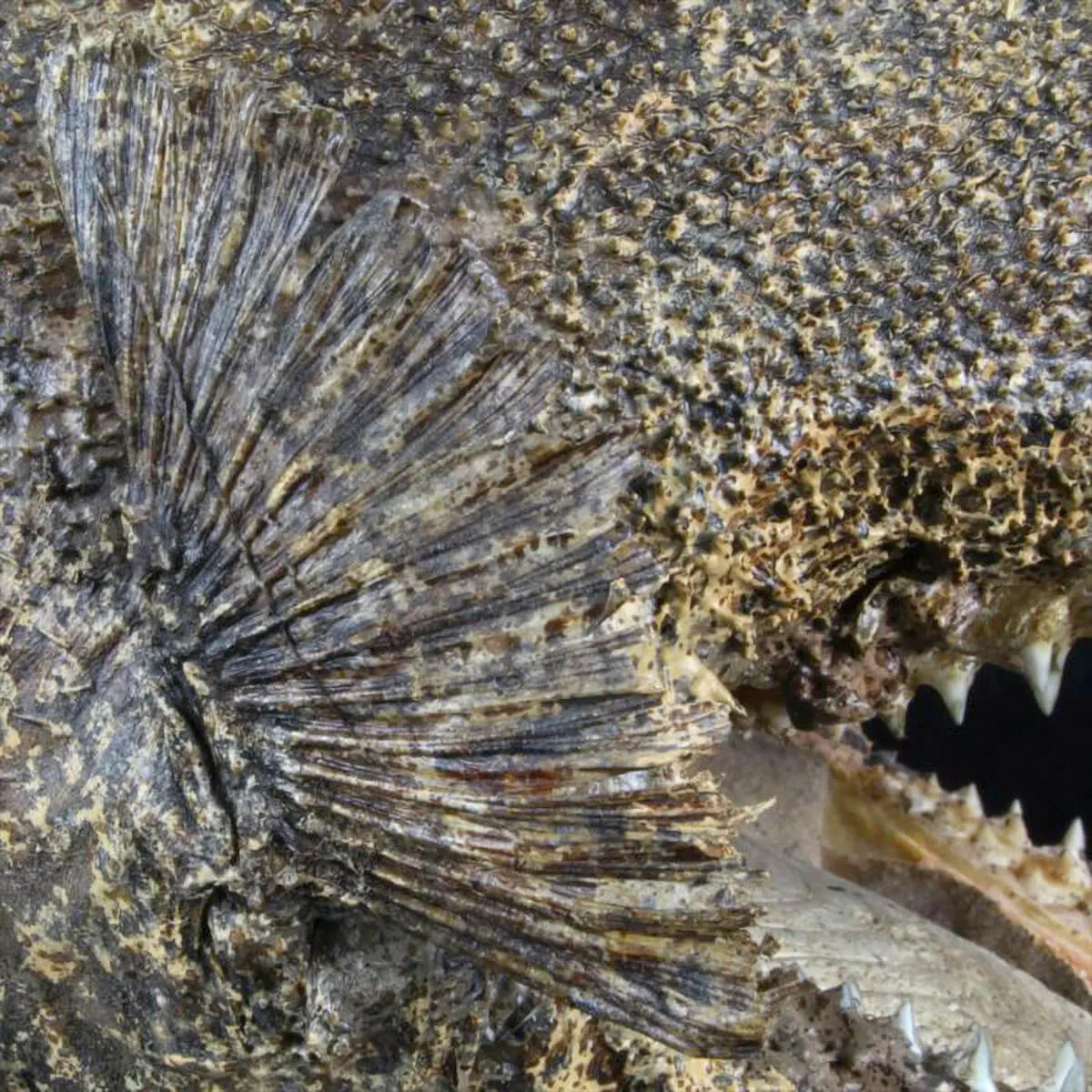Chimera - Pesce degli abissi