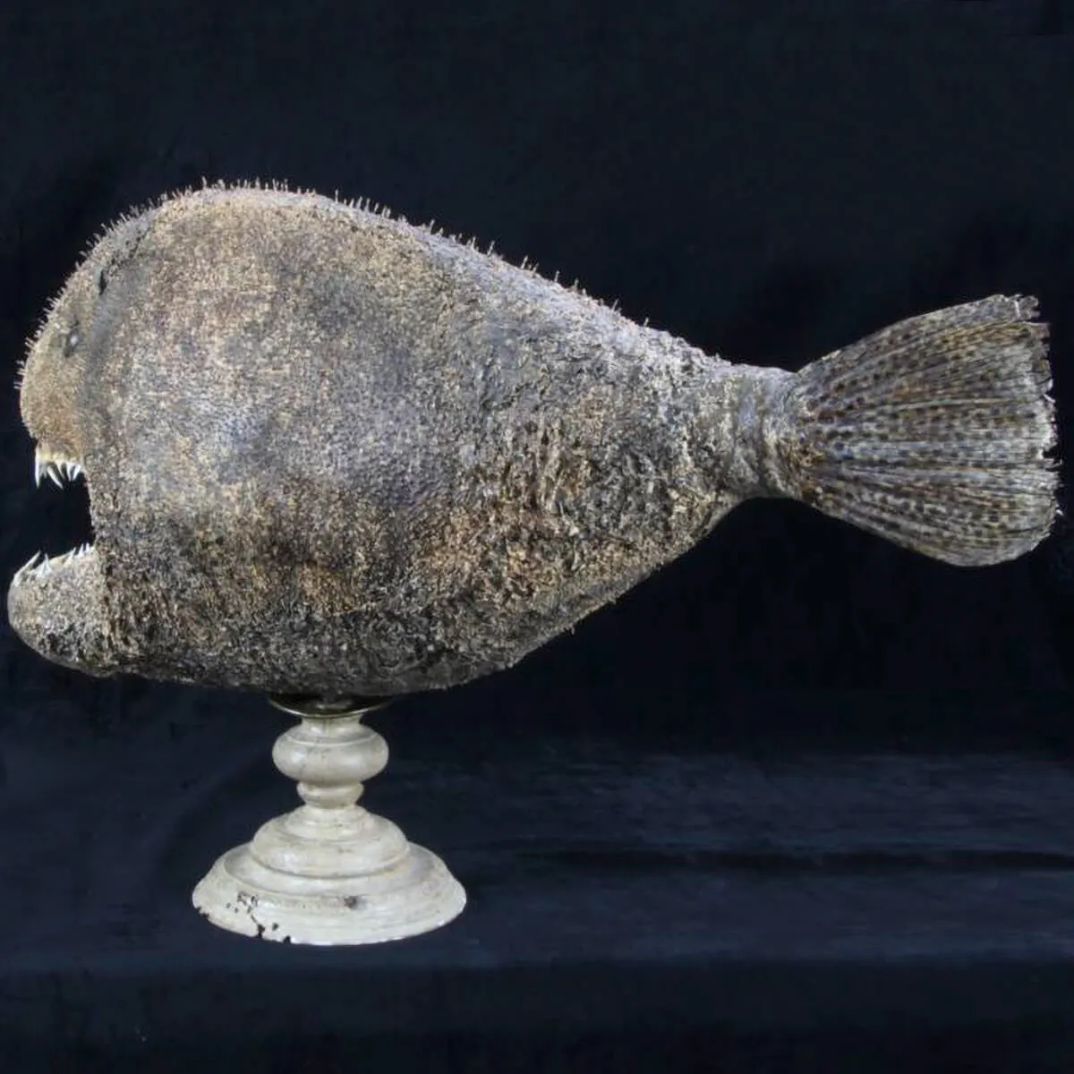 Chimera - Pesce degli abissi