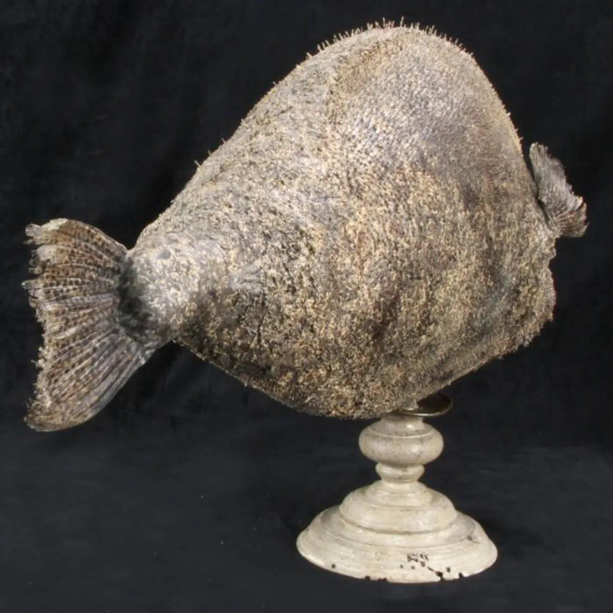 Chimera - Pesce degli abissi