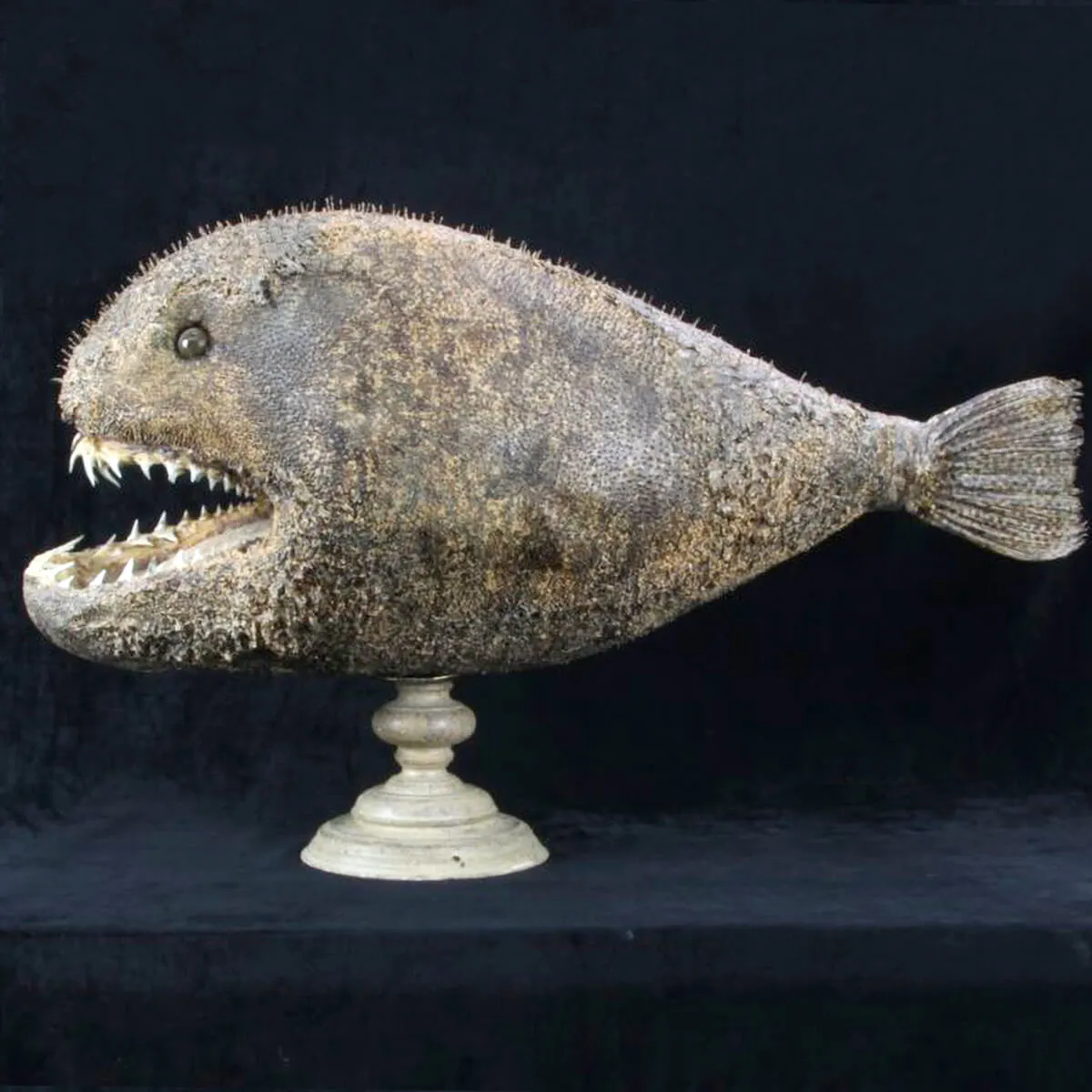 Chimera - Pesce degli abissi