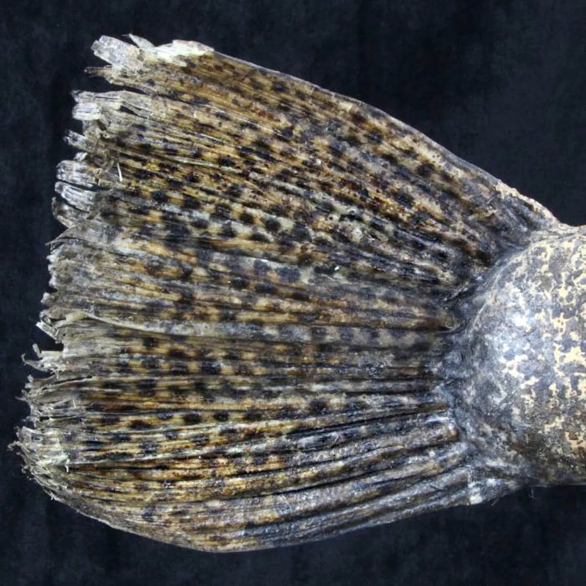 Chimera - Pesce degli abissi