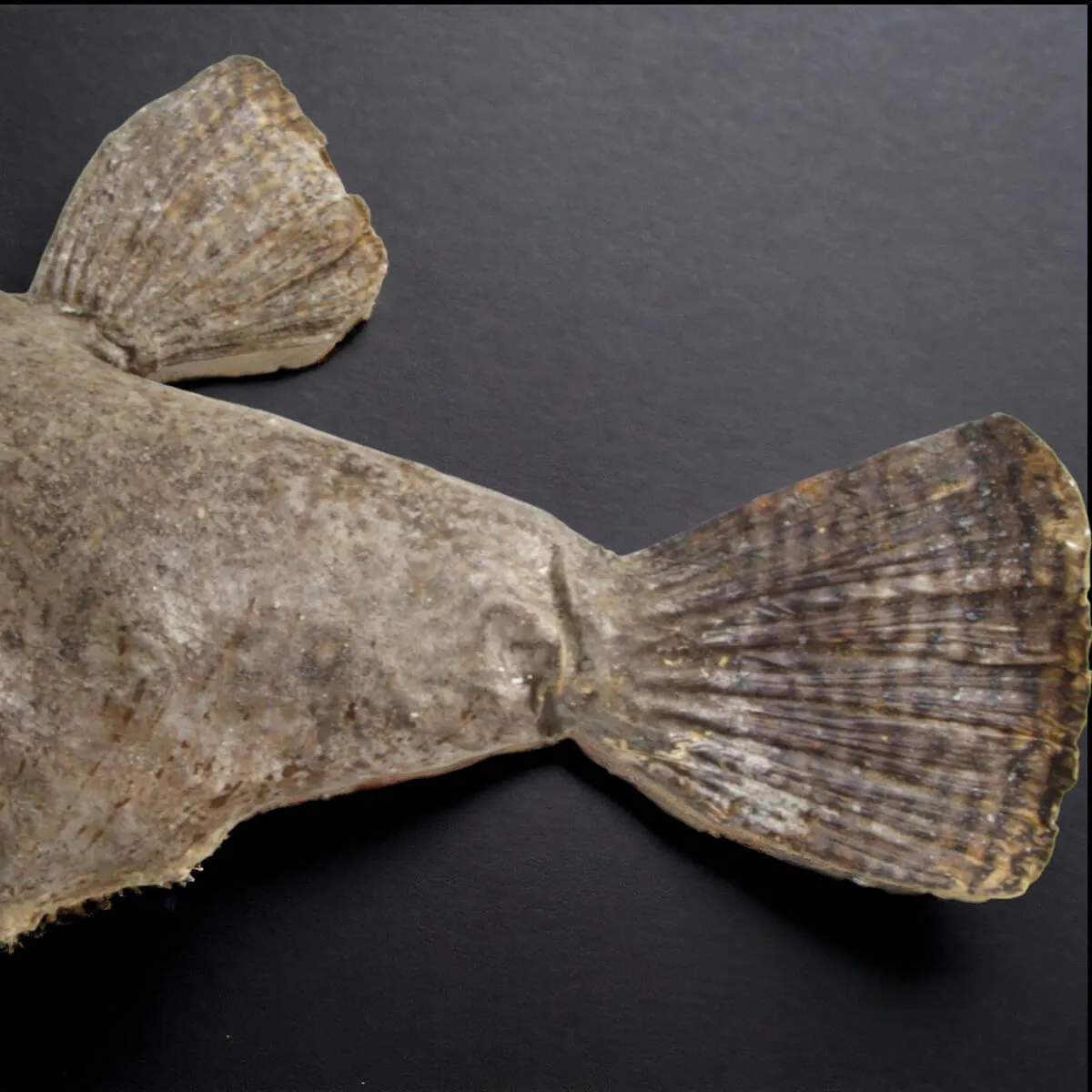 Chimera - PesceCinghiale