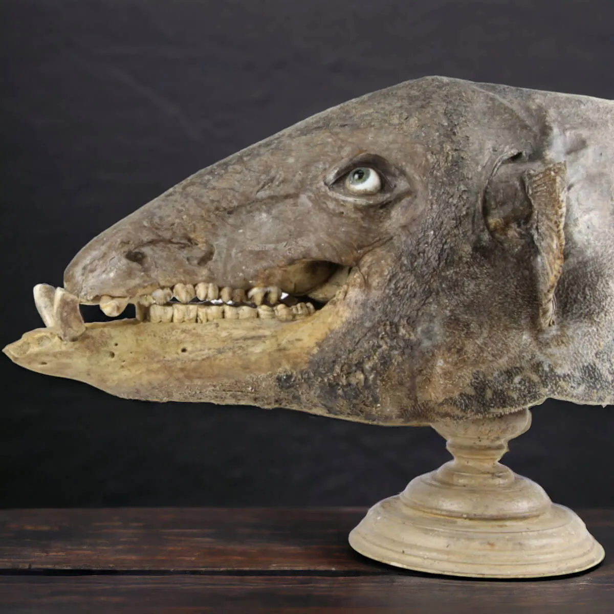 Chimera - PesceCinghiale