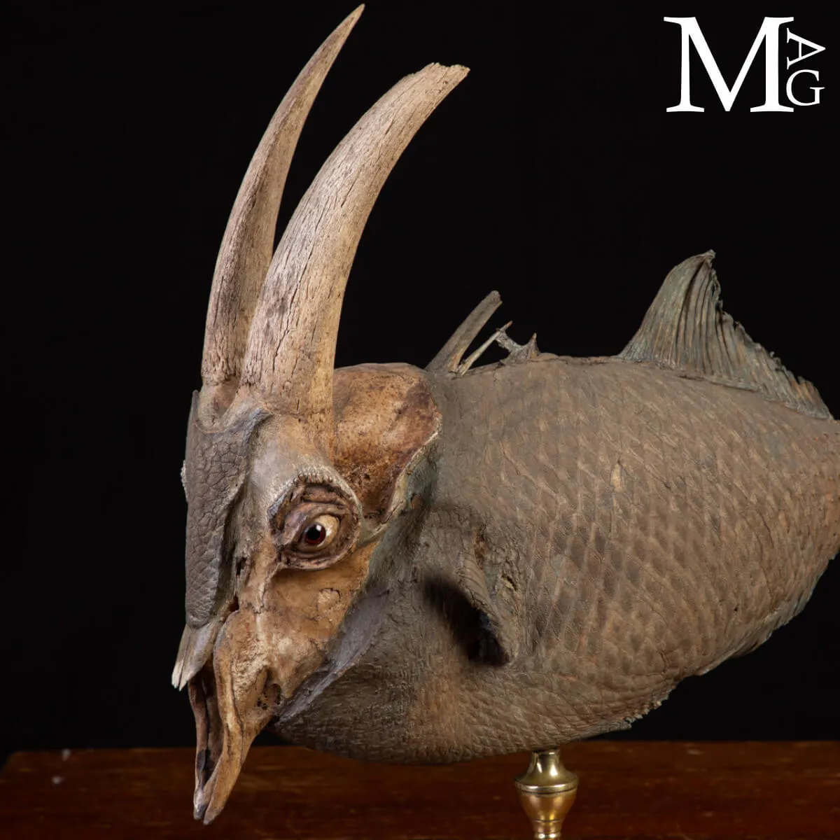 Chimera Tassidermica - animale immaginario.