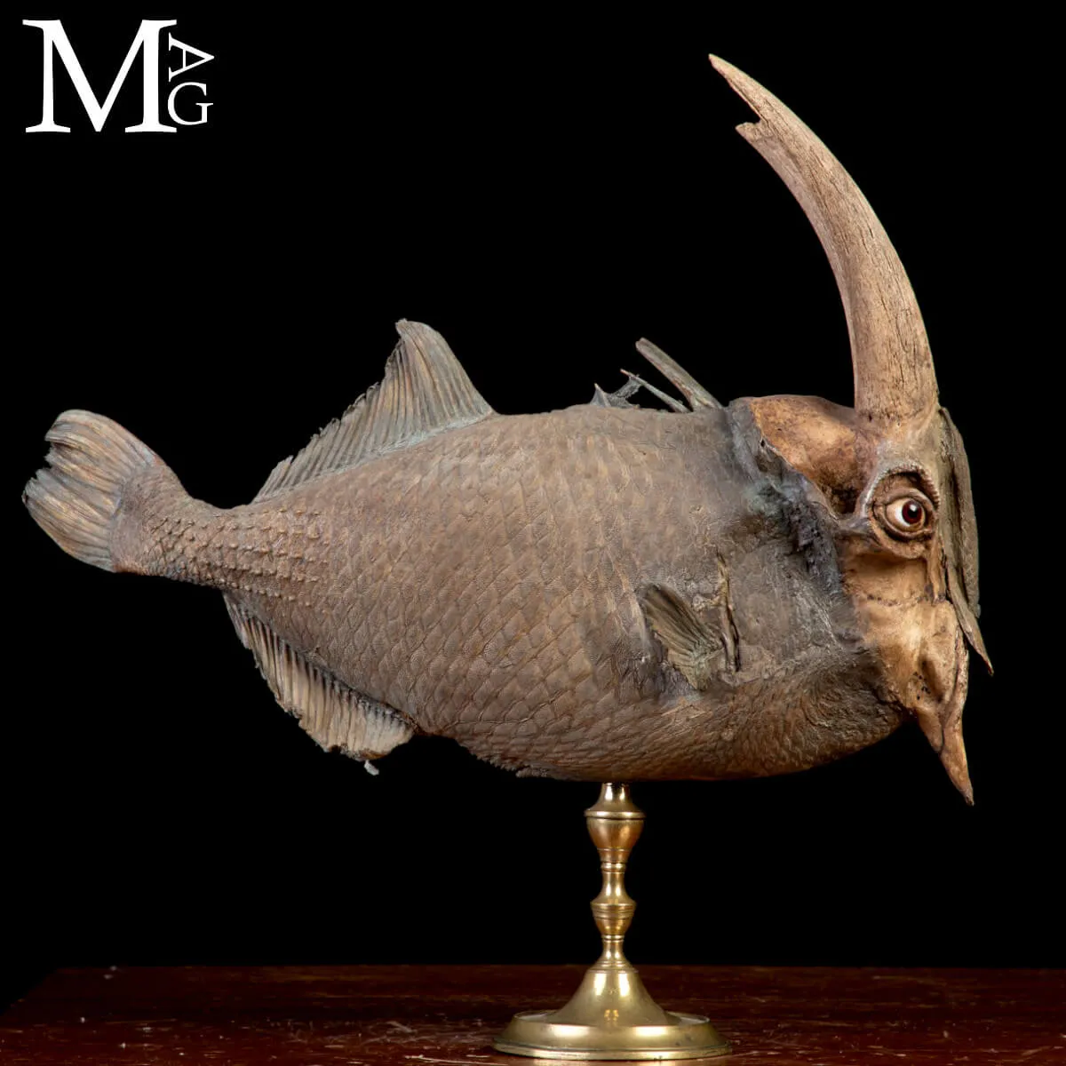 Chimera Tassidermica - animale immaginario.
