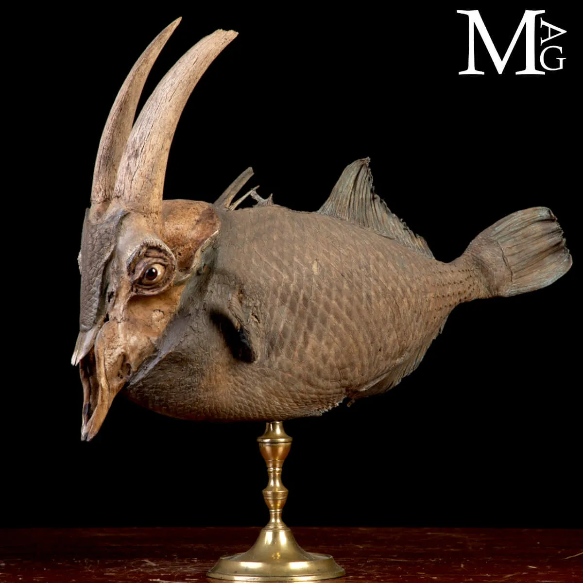 Chimera Tassidermica - animale immaginario.