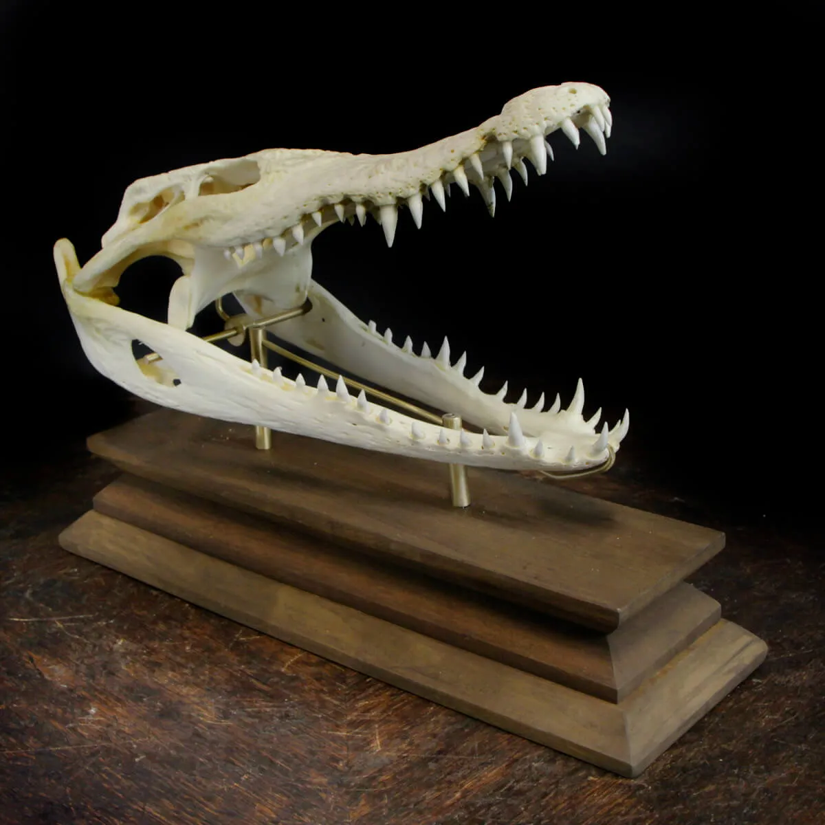 Teschio di Coccodrillo