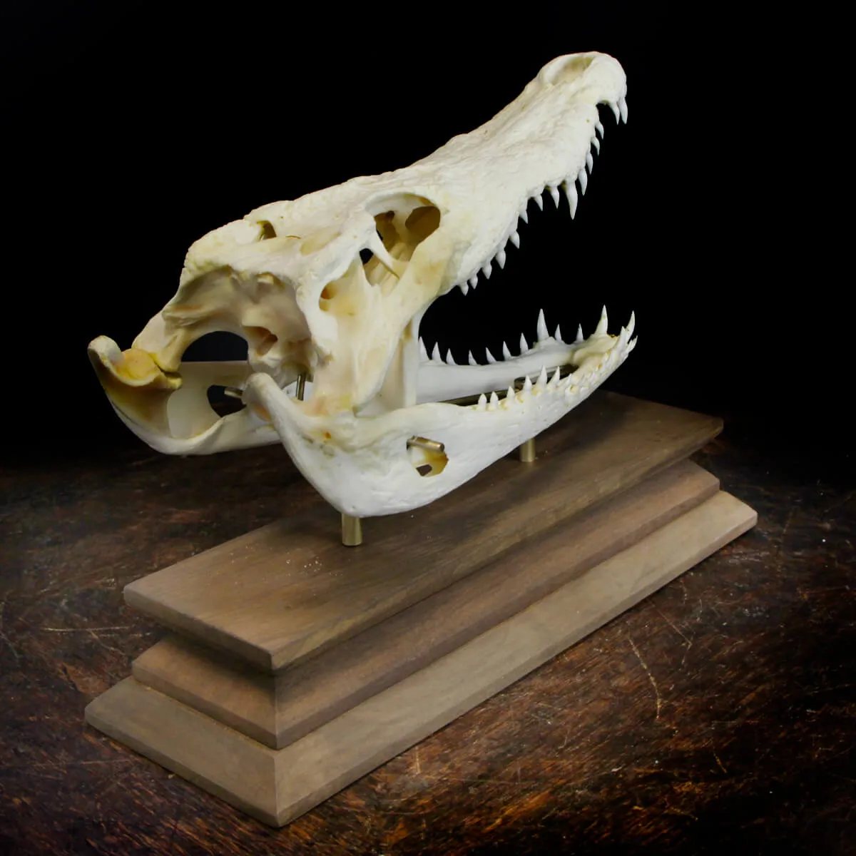 Teschio di Coccodrillo
