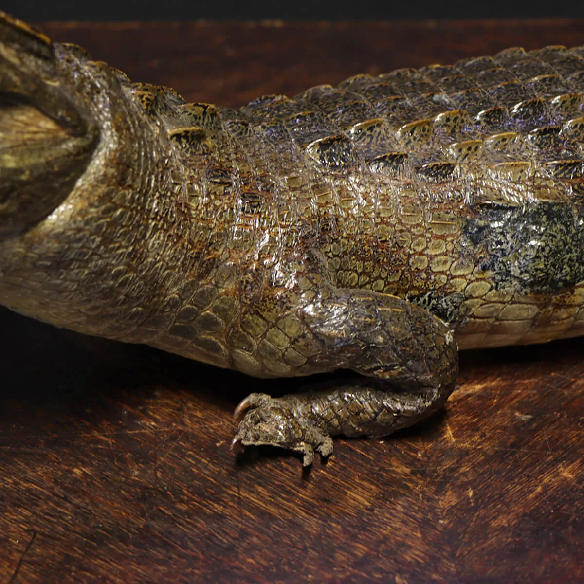 Coccodrillo imbalsamato