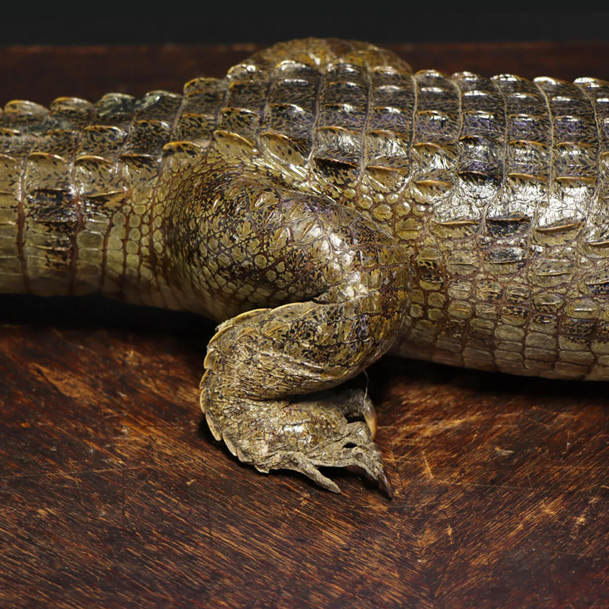 Coccodrillo imbalsamato