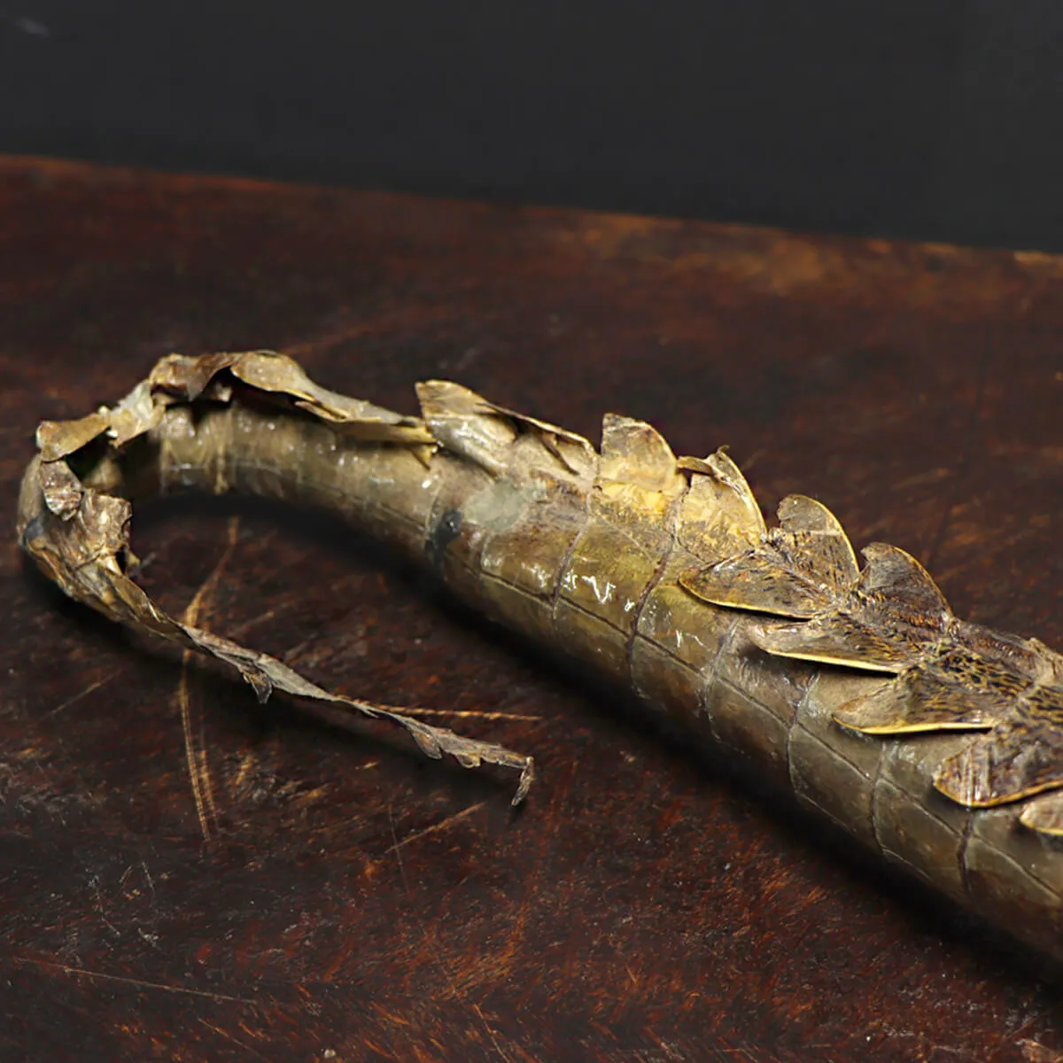 Coccodrillo imbalsamato
