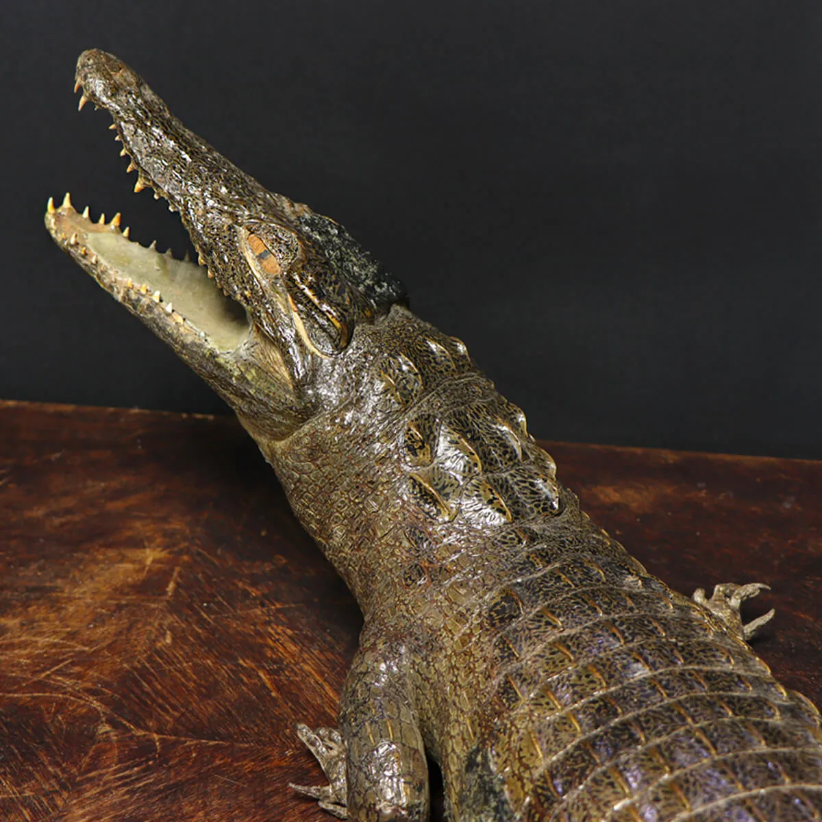 Coccodrillo imbalsamato