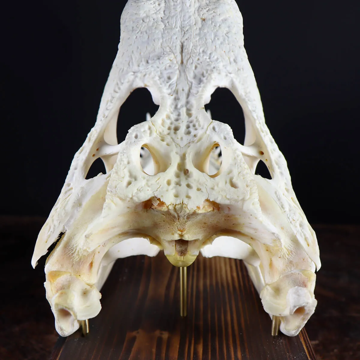 Teschio di Coccodrillo
