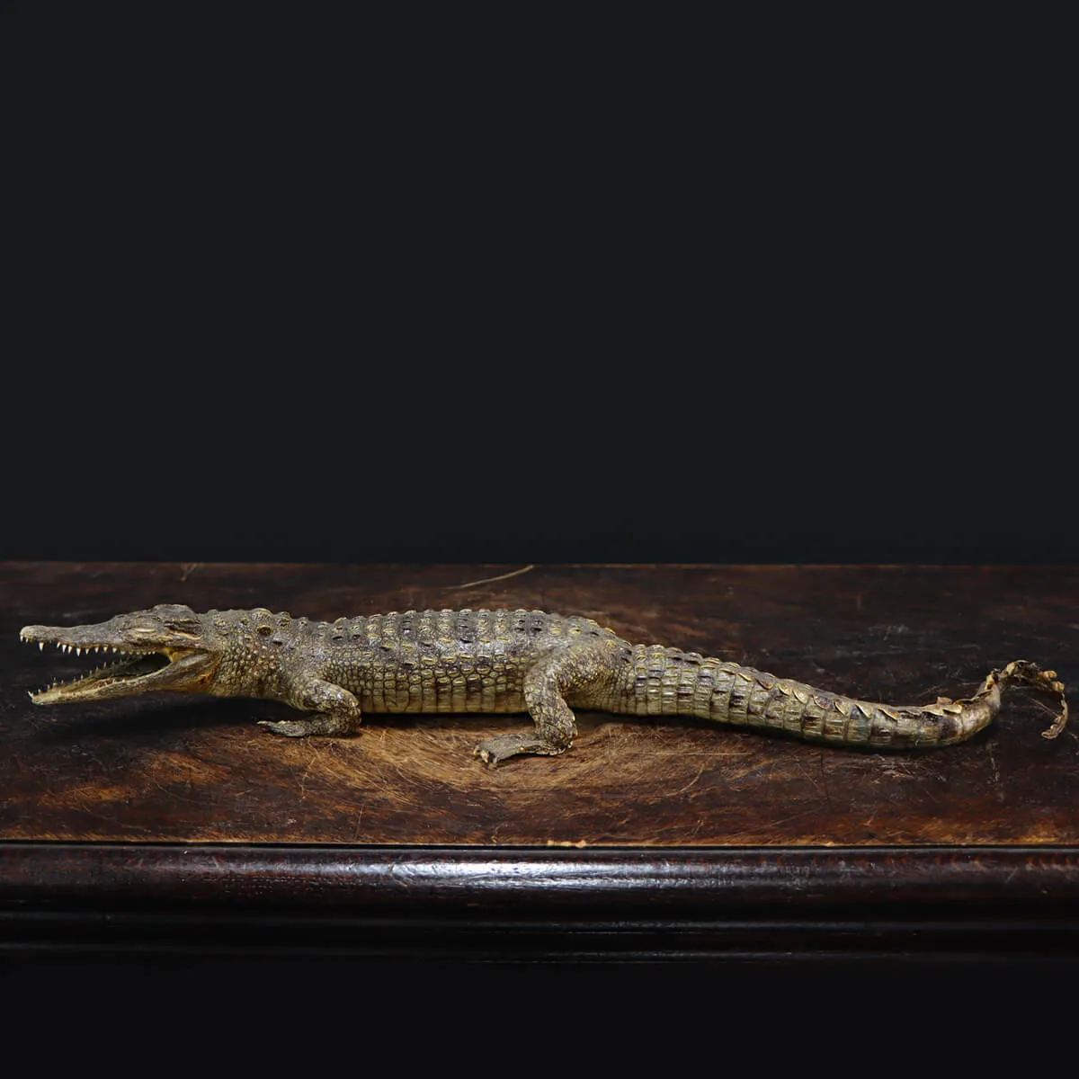 Coccodrillo imbalsamato