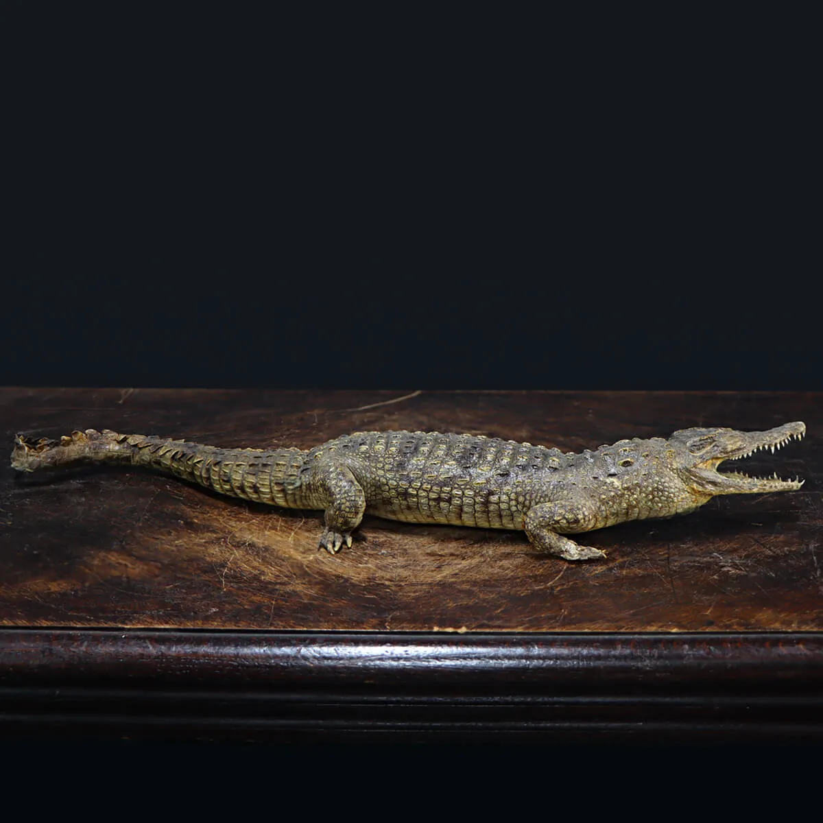 Coccodrillo imbalsamato