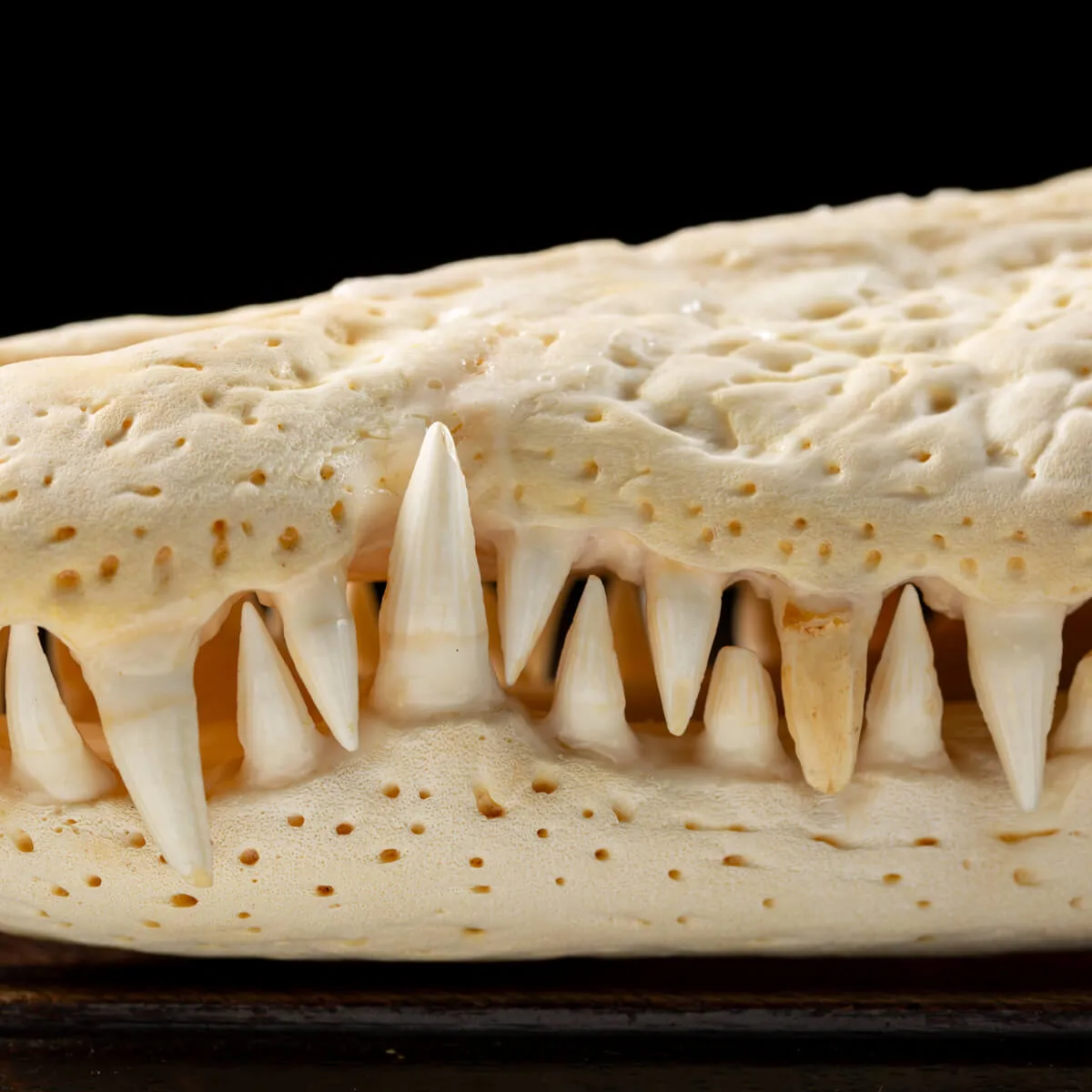 Teschio di Coccodrillo
