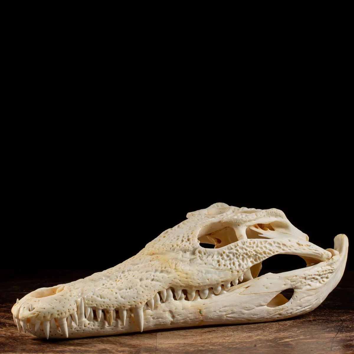 Teschio di Coccodrillo