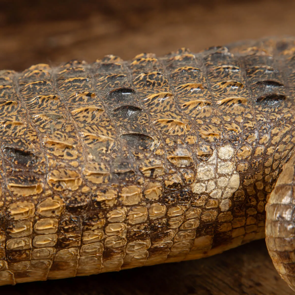 Coccodrillo imbalsamato
