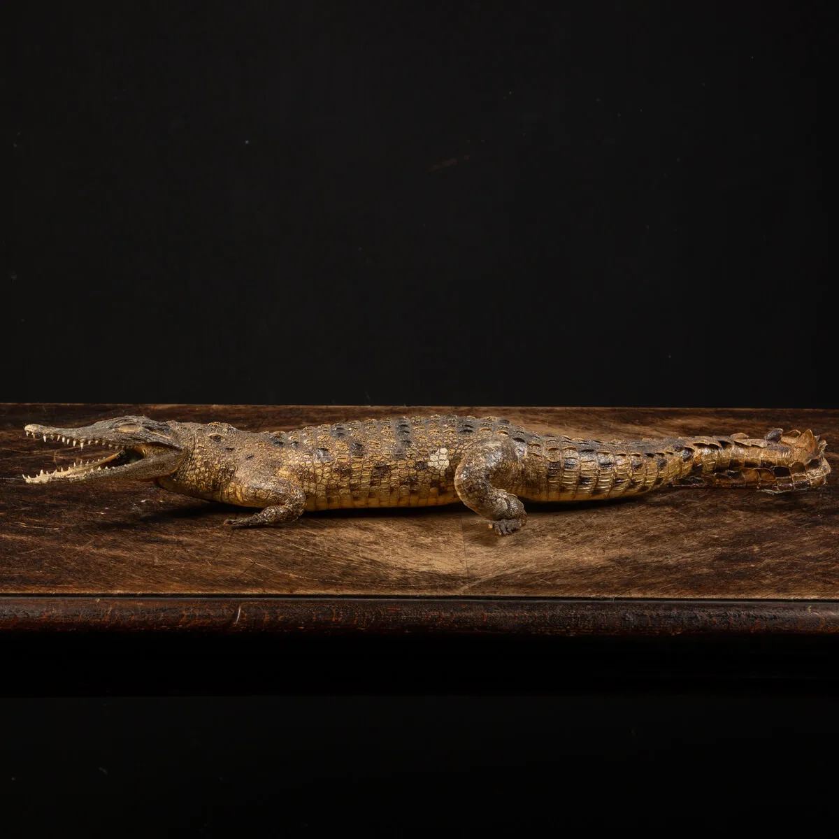 Coccodrillo imbalsamato