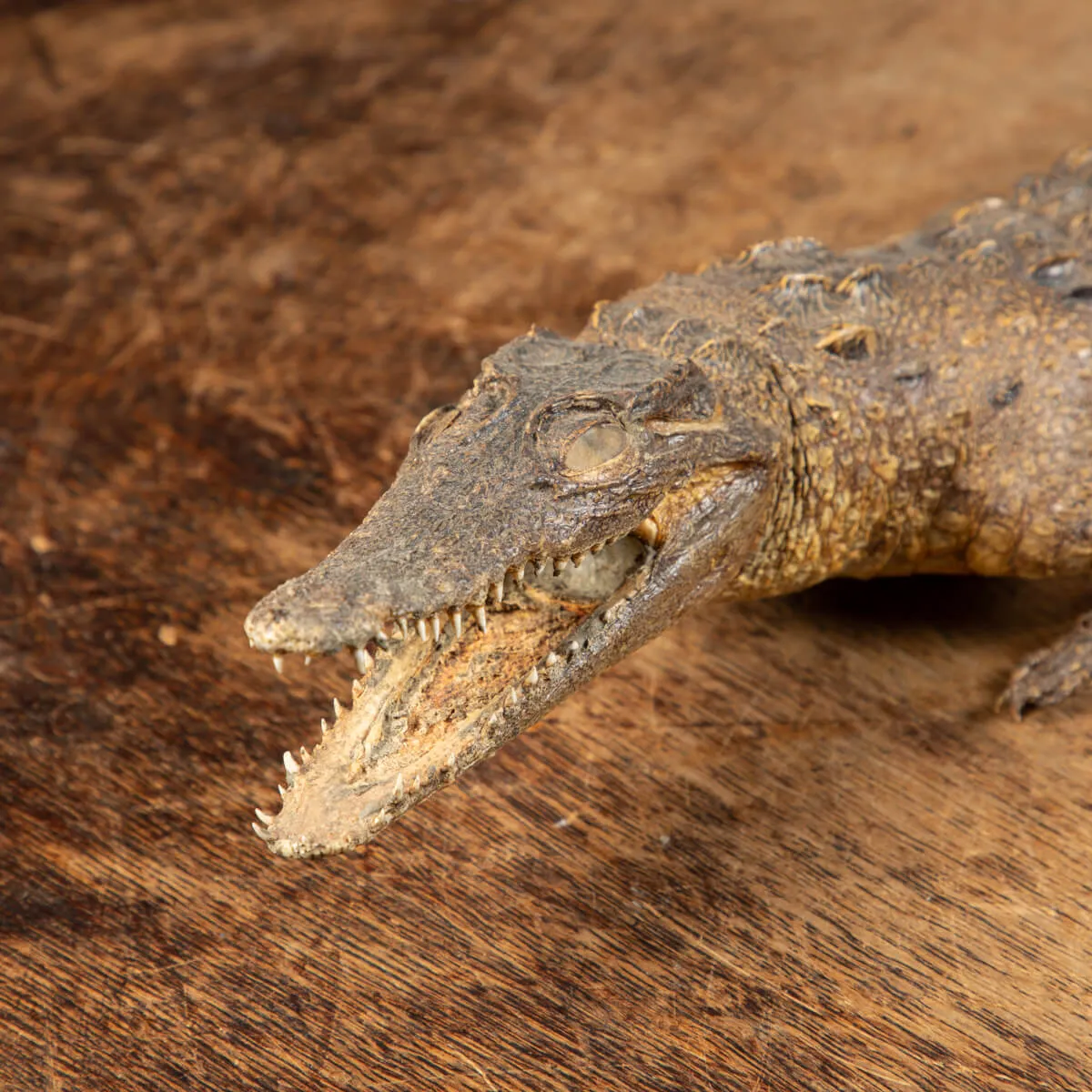Coccodrillo imbalsamato