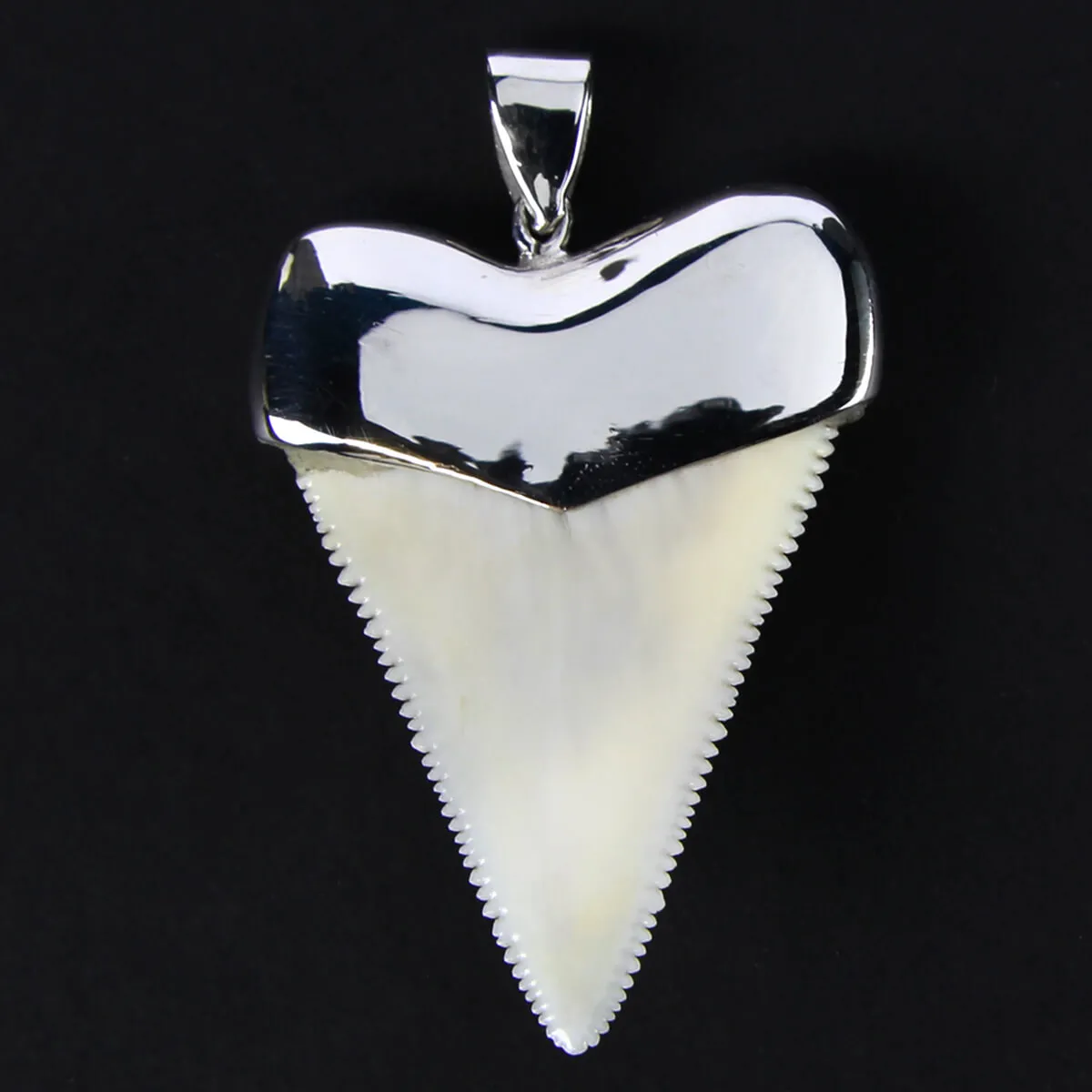 Pendente con Dente di Squalo Bianco