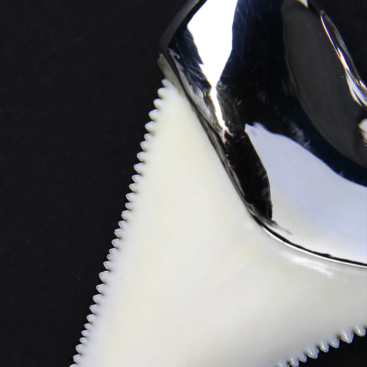 Pendente con Dente di Squalo Bianco
