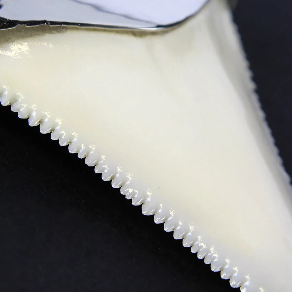 Pendente con Dente di Squalo Bianco