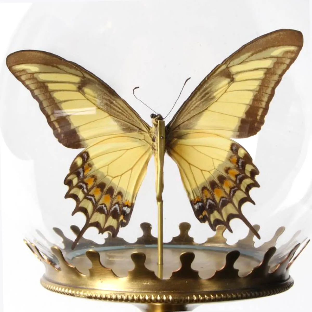 Papilio Androgeus