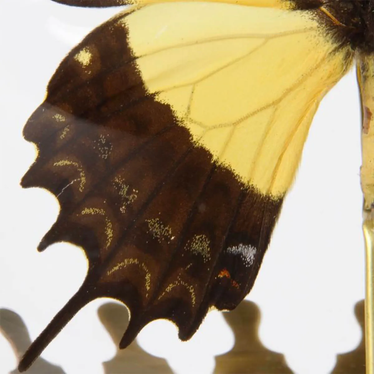 Papilio Androgeus