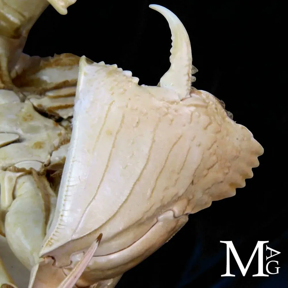 Calappa Calappa delle Filippine – Granchio Essiccato da Collezione Naturalistica