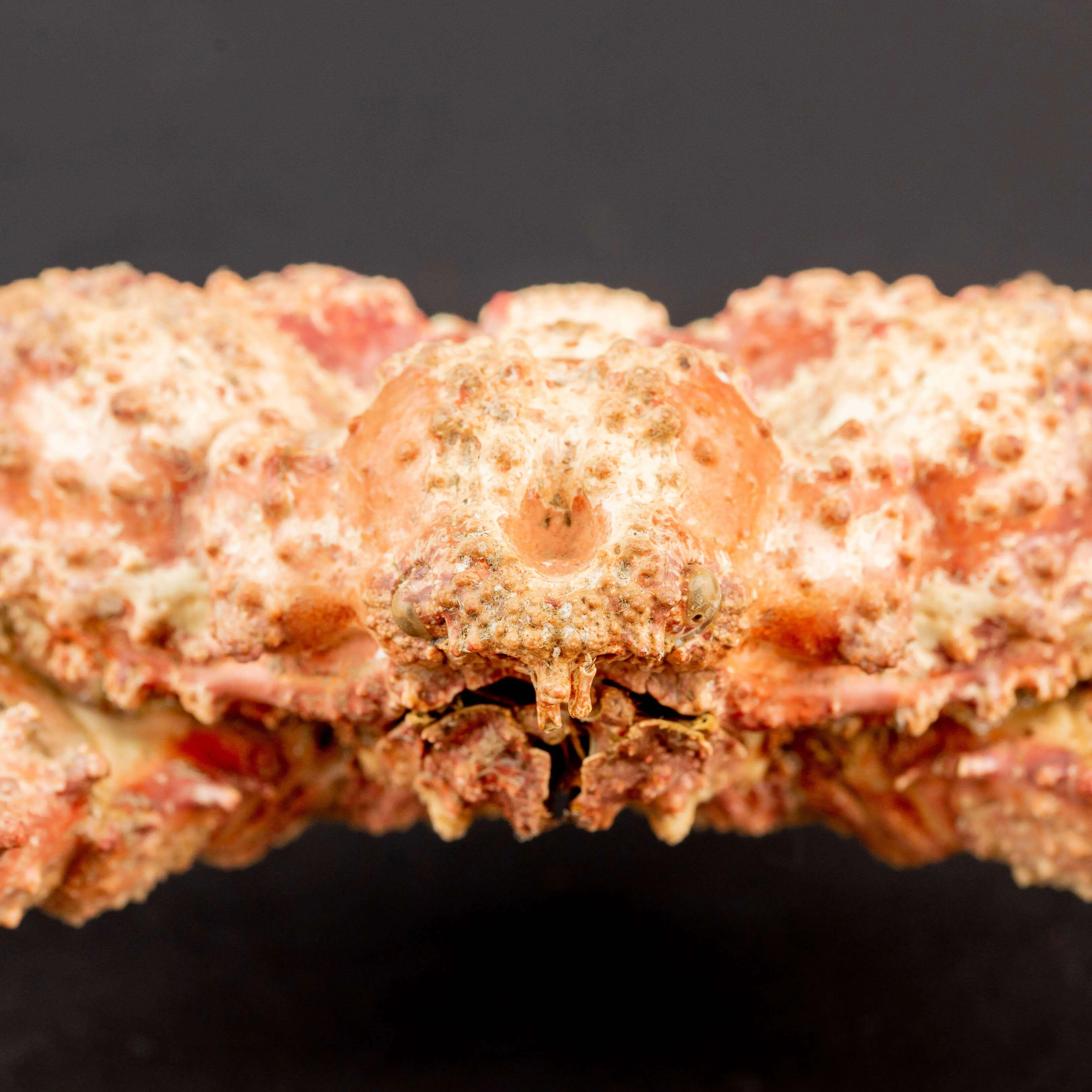 Daldorfia Horrida