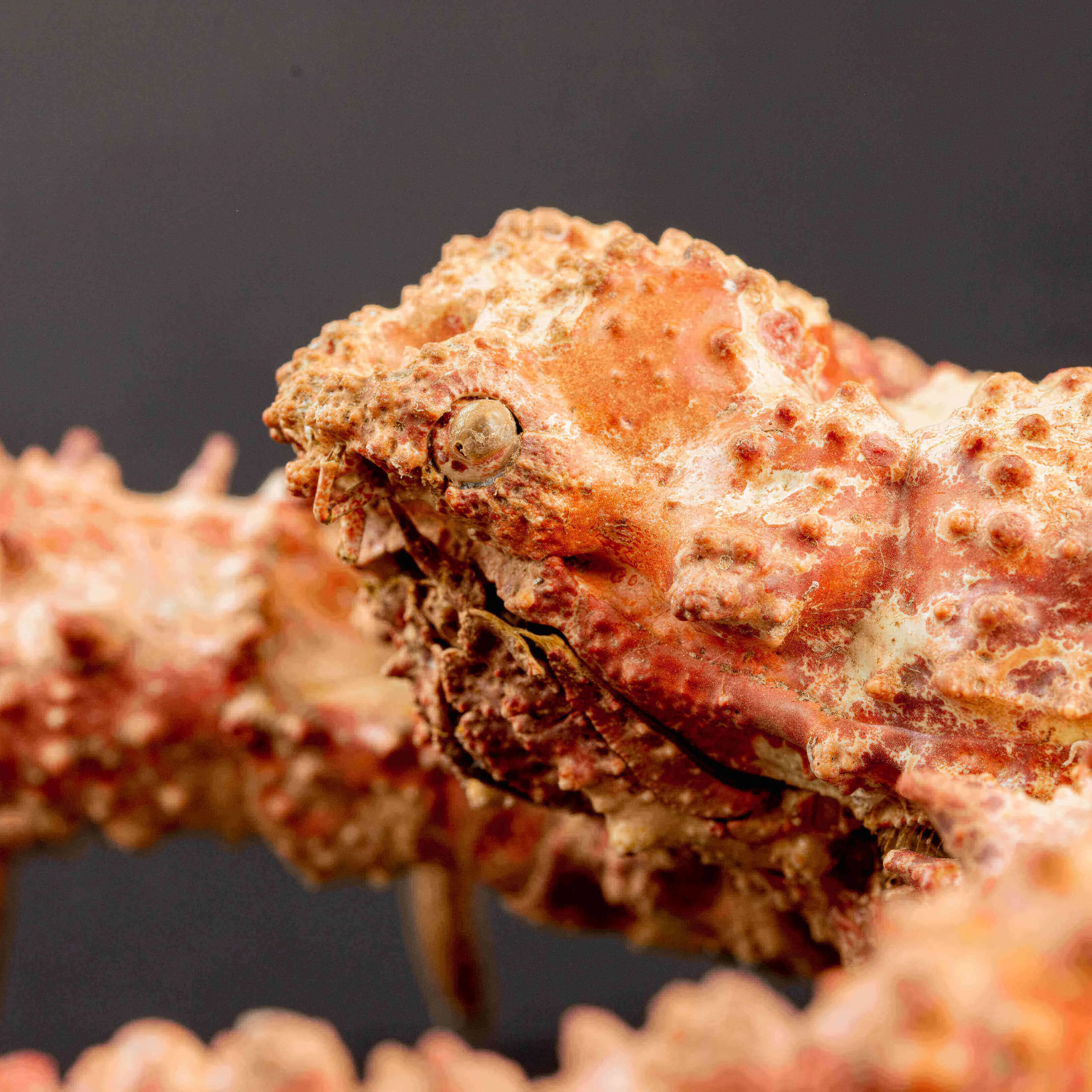 Daldorfia Horrida