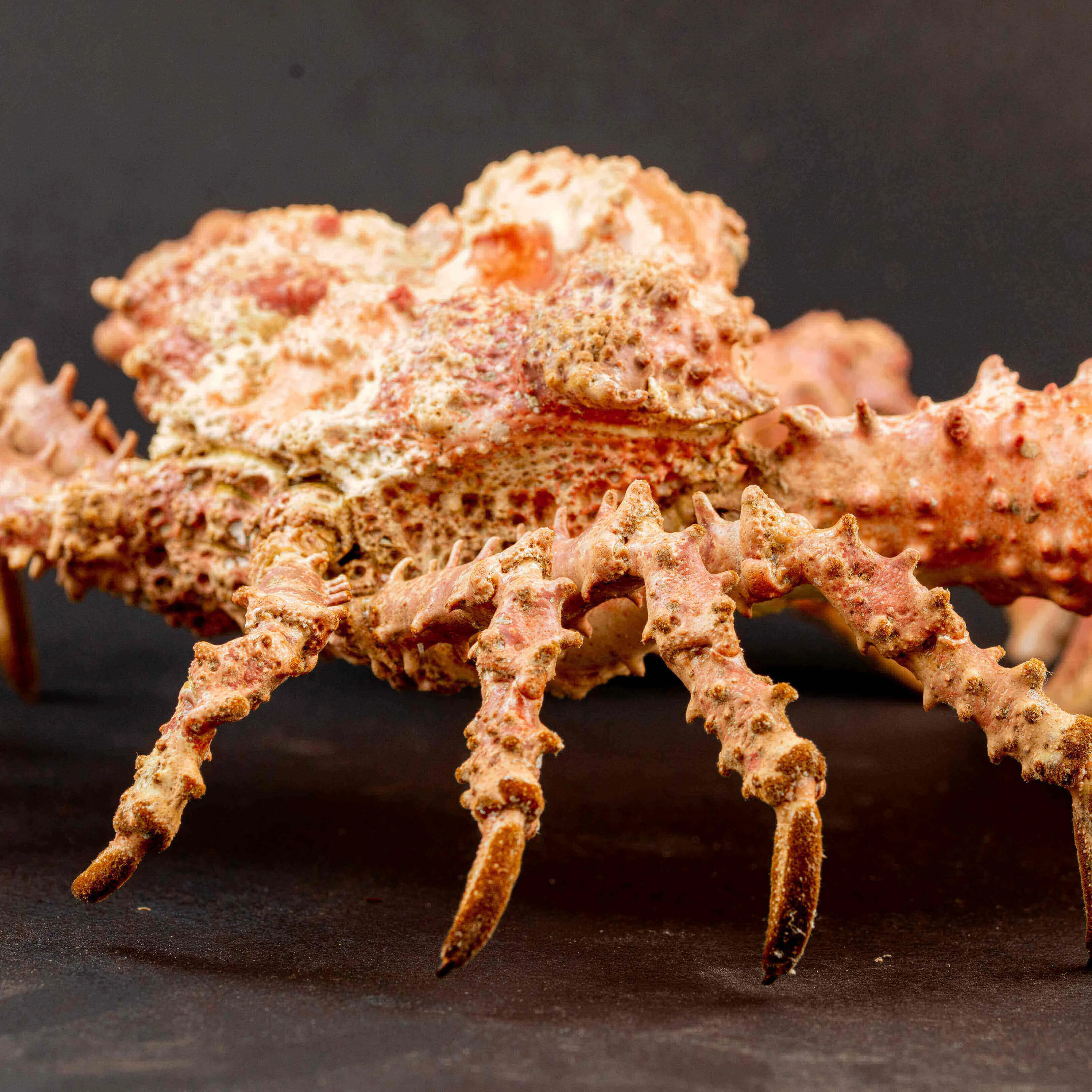 Daldorfia Horrida