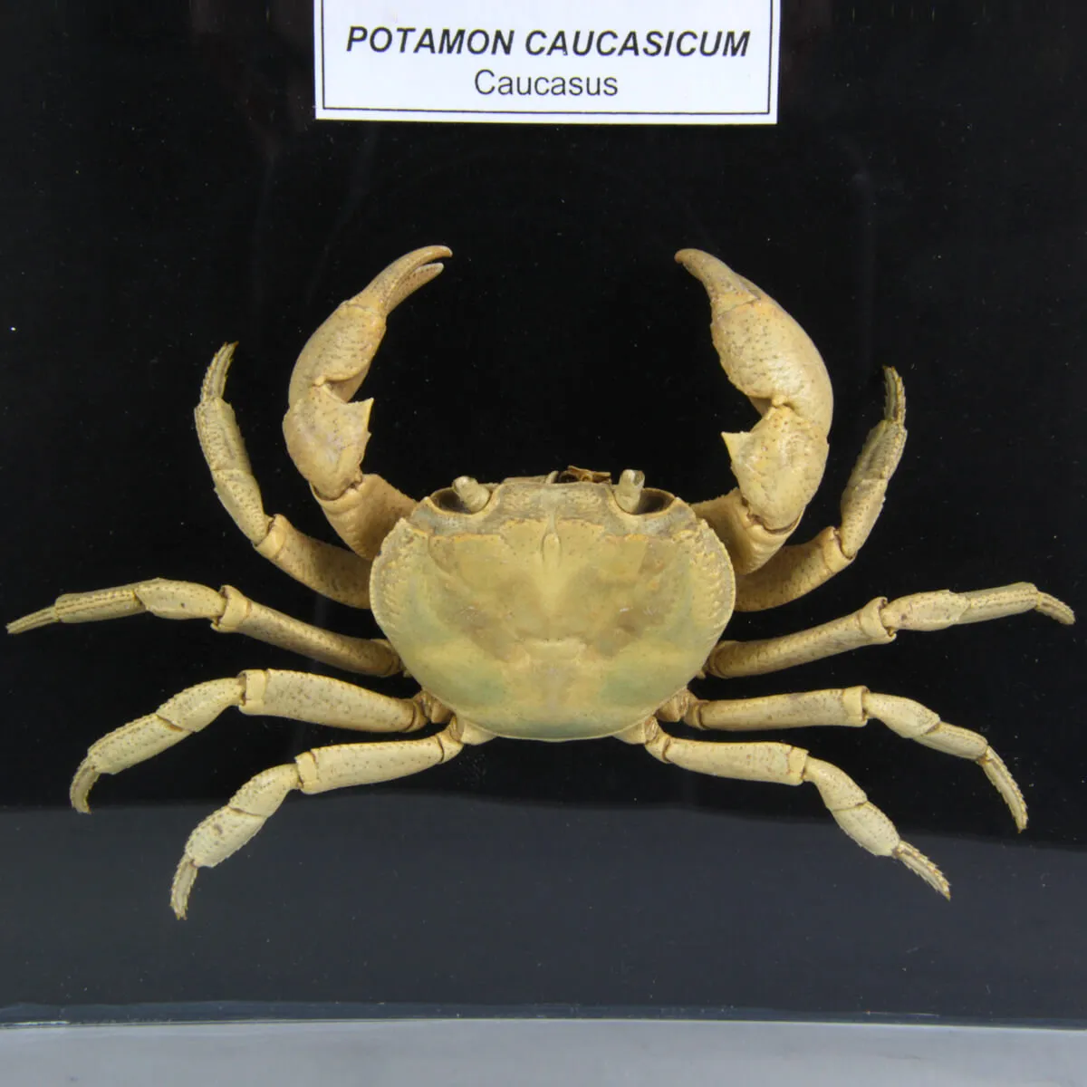 Potamon Caucasicum