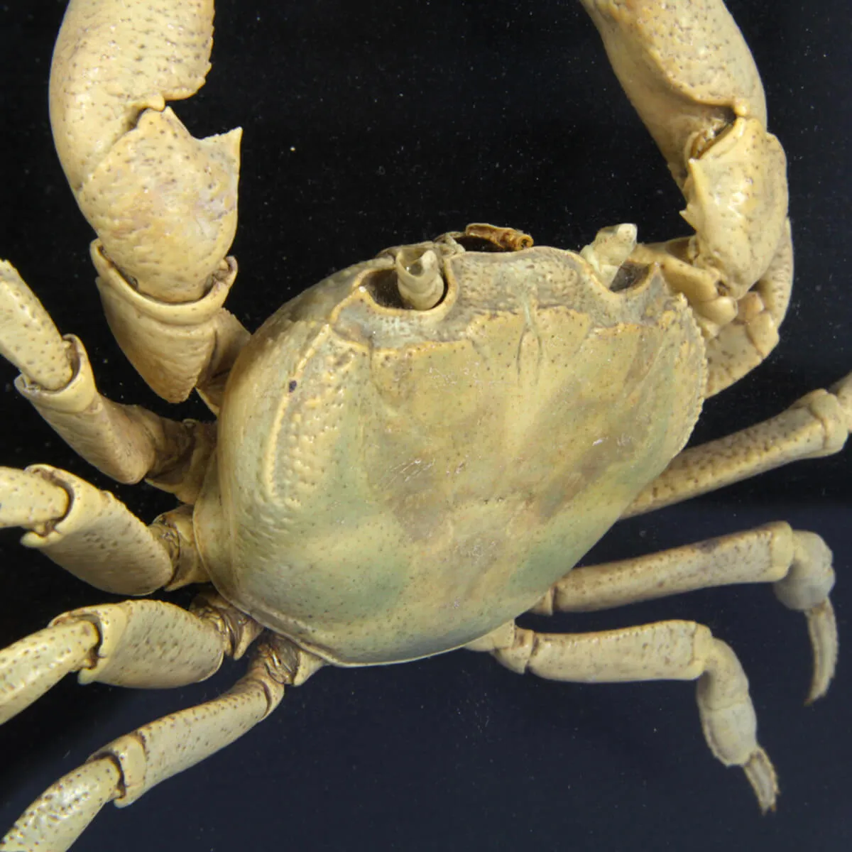 Potamon Caucasicum