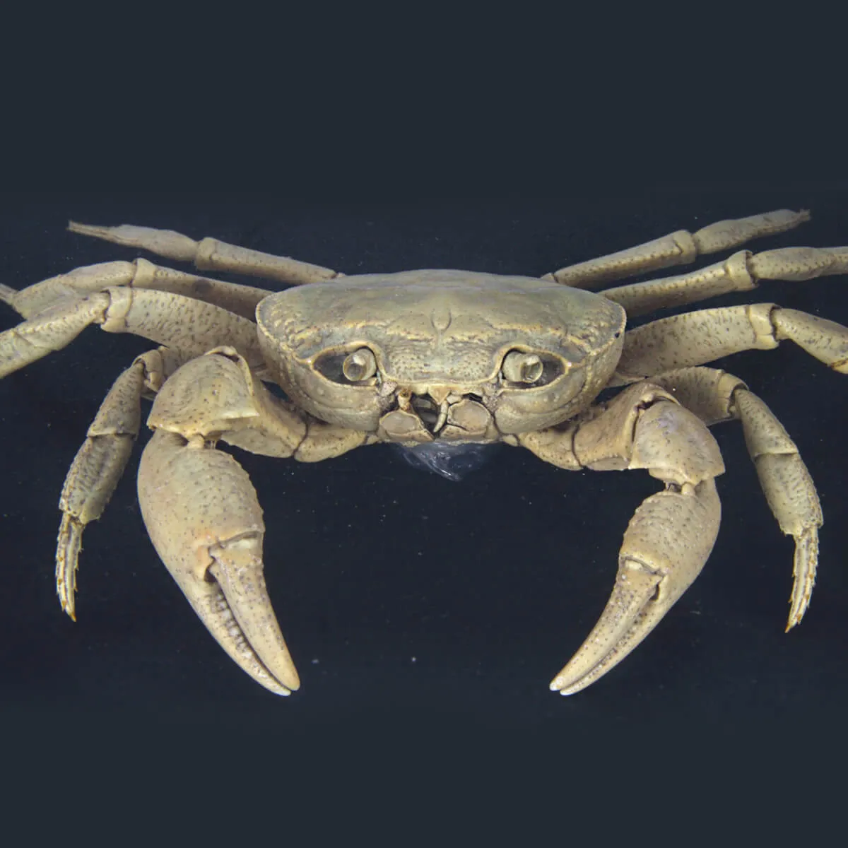 Potamon Caucasicum