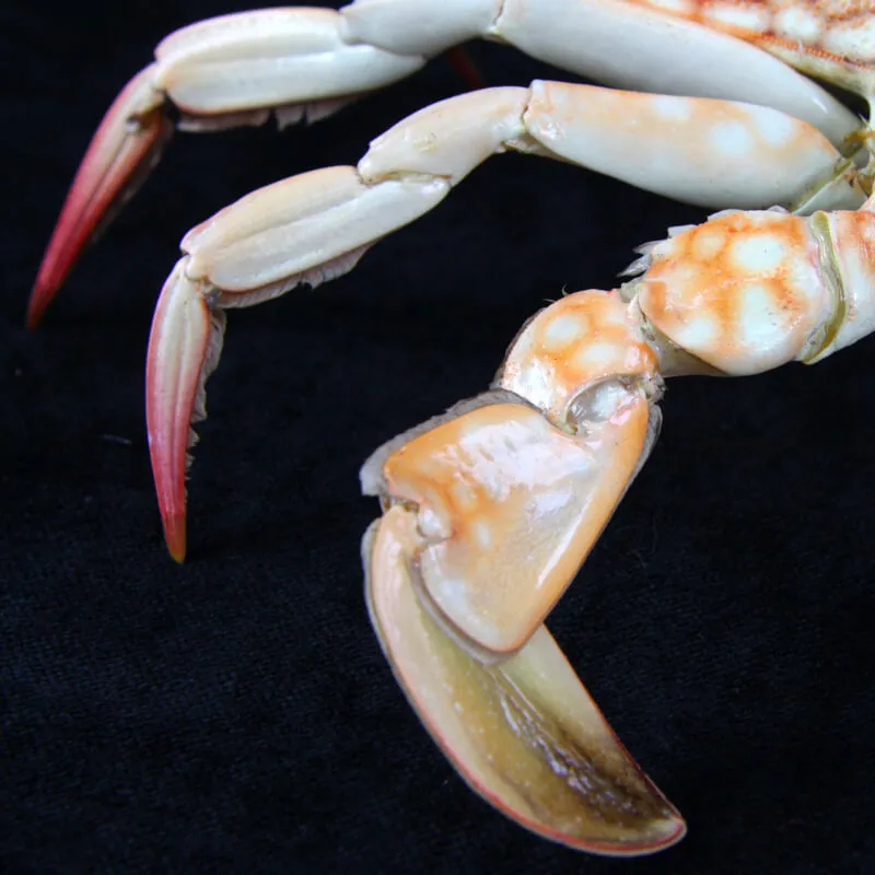 Paromola Japonica