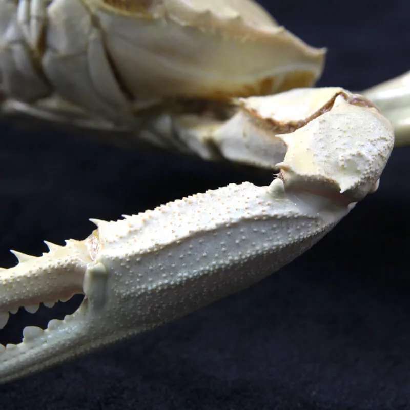 Portunus pelagicus