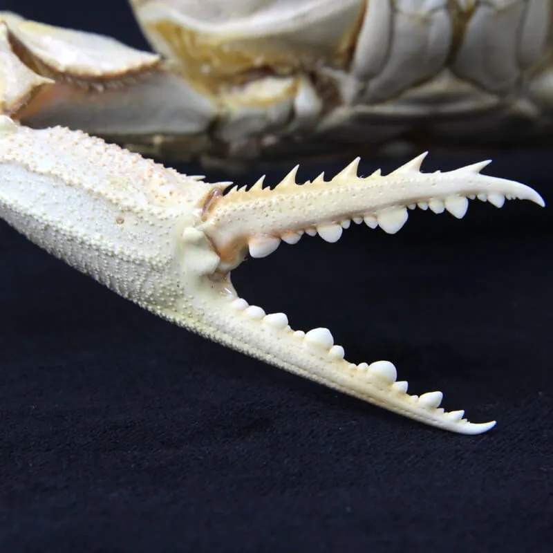 Portunus pelagicus